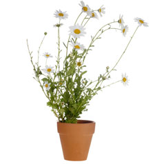 Roman Camomile